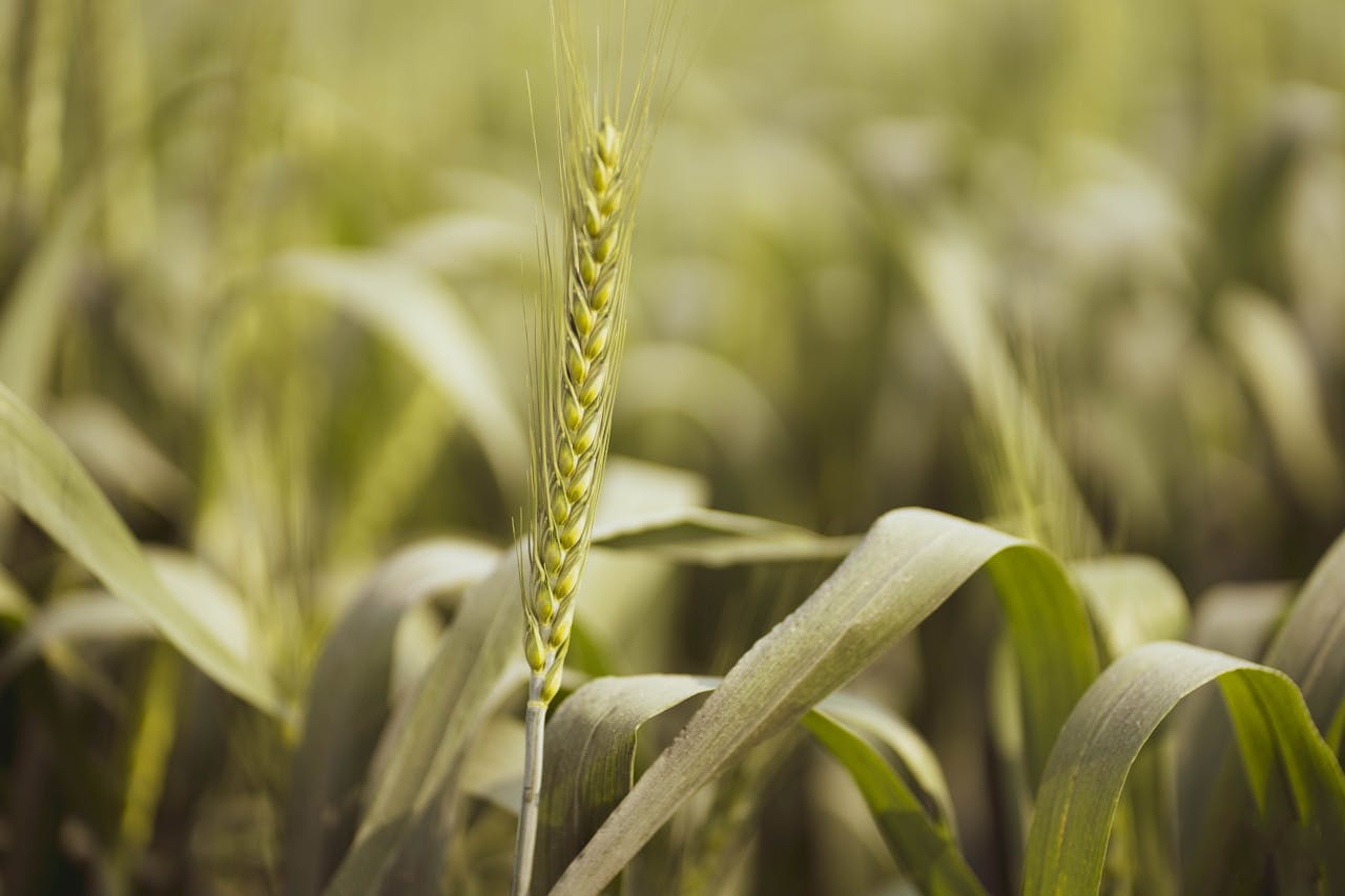 A detailed shot of a wheat ear in a field, showcasing the beauty of agriculture in Punjab, India.
