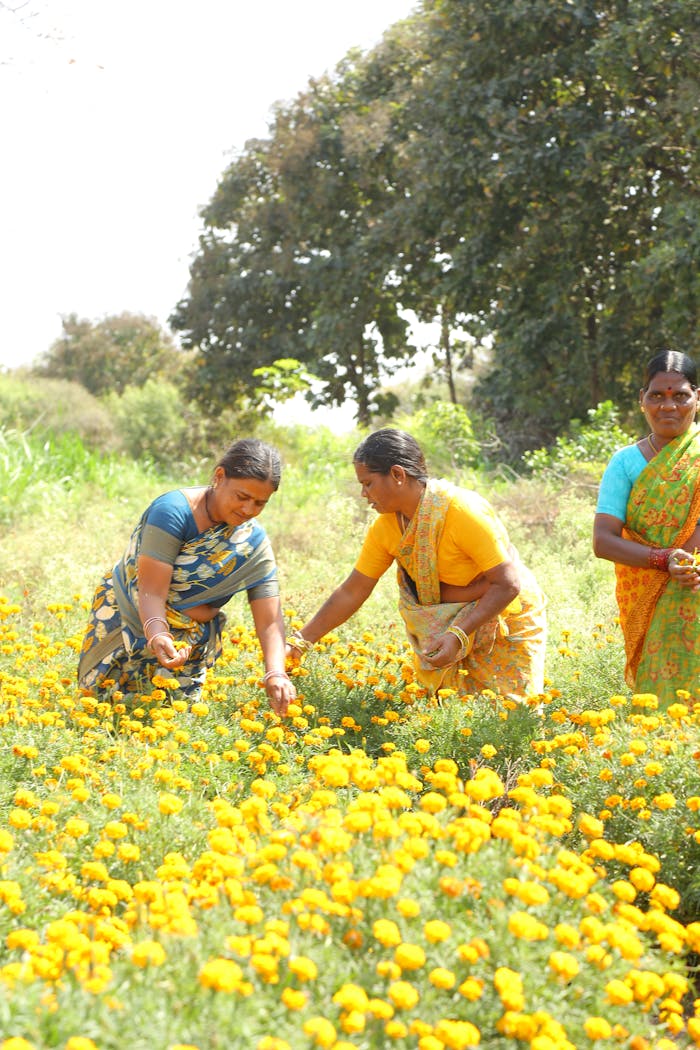 Indian women harvesting vibrant marigold flowers in a sunny rural field.